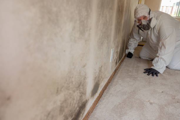 Best Post-Construction Mold Inspection  in Troy, MI